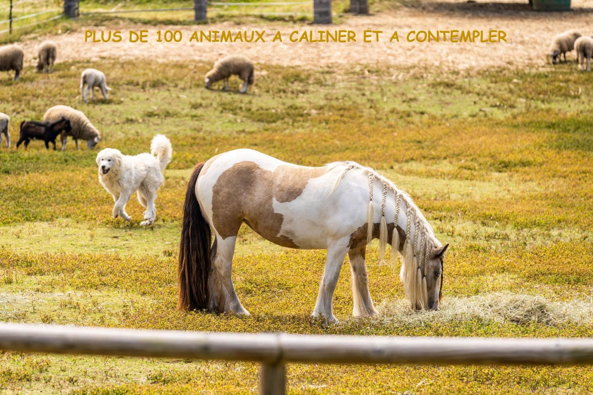 Villa Et Grand Jacuzzi Six Personnes, En Pleine Nature サン・ジョゼフ エクステリア 写真